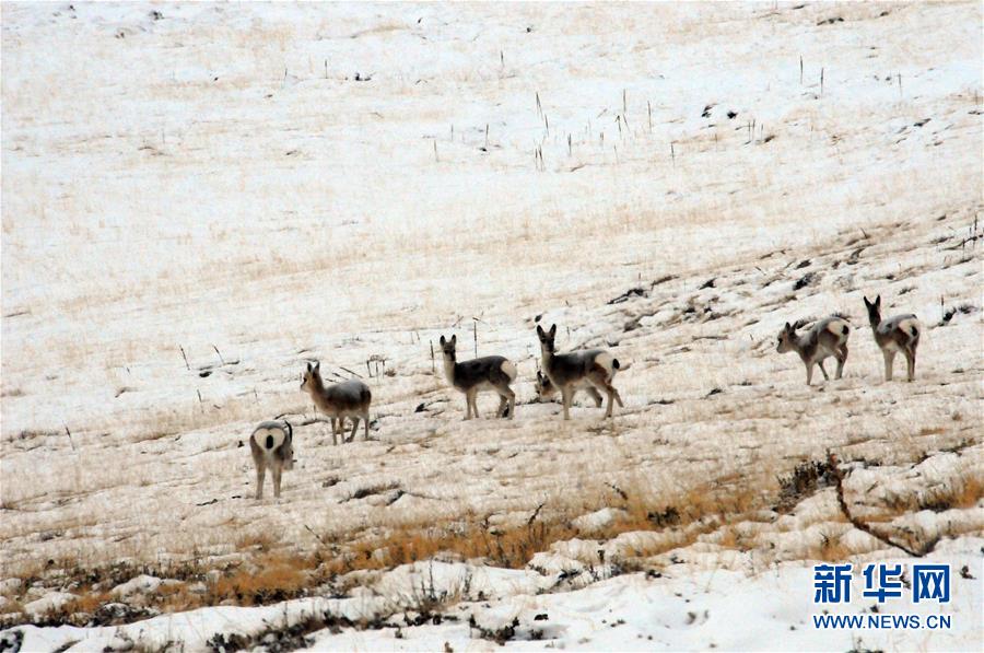 （图文互动）（3）“千湖归来”的江源蝶变——冬日探访雪境黄河源见闻