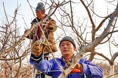 （经济）（1）樱桃种植促增收