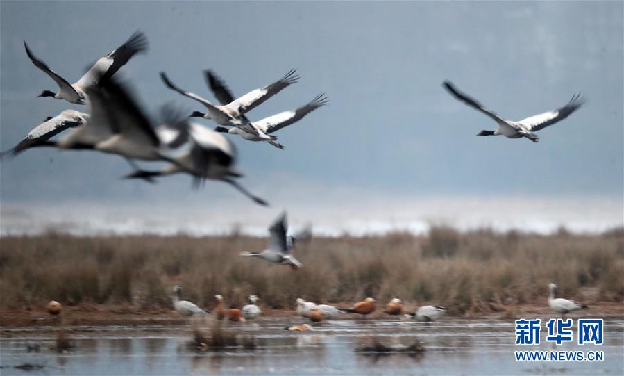 （环境）（4）贵州草海：春暖鹤欢