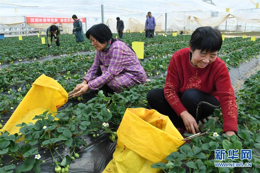 （社会）（1）山东莱西：足不出村双增收