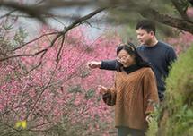 （社会）（2）七旬退休教师的“梅”缘