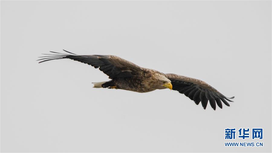 （新华视界）（3）吉林珲春：候鸟迁徙停歇站