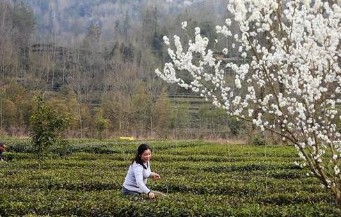 （环境）（1）茶园春色