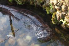 （图文互动）（2）湖南张家界利用“仿生态”技术救护繁育娃娃鱼