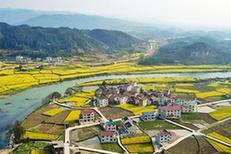 （春季美丽生态）（1）春到高原满地“金”