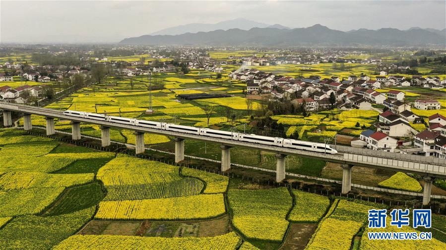 （春季美丽生态）（5）大地“铺金”春光好