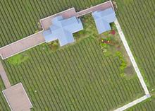 （春季美丽生态）（3）茶园春色美