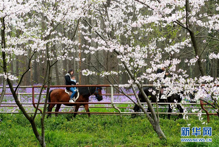 （环境）（1）上海举行都市森林百花展