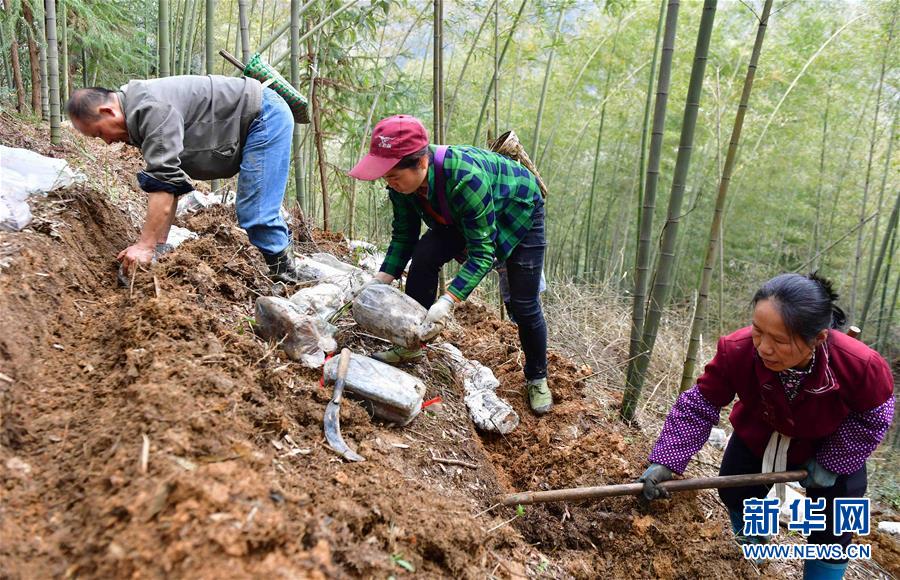 （经济）（2）林下种“芝”助脱贫