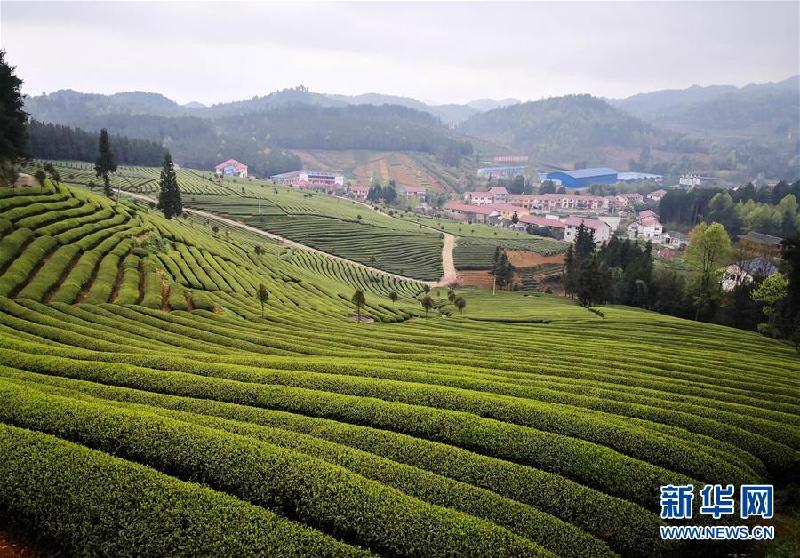 (社会)(4)贵州余庆:抢采“明前茶”