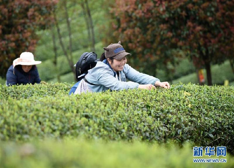 (社会)(5)贵州余庆:抢采“明前茶”