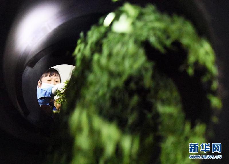 (社会)(8)贵州余庆:抢采“明前茶”