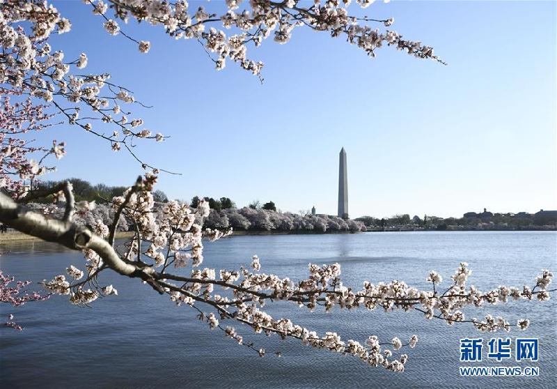 （国际）（7）华盛顿樱花盛开