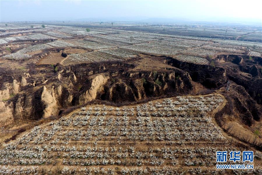 （春季美丽生态）（11）春花烂漫时