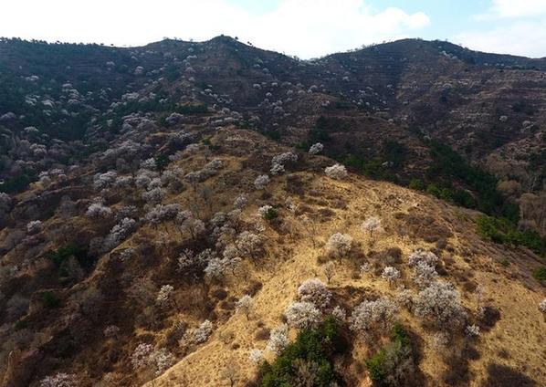 （环境）（1）山西榆社：山花烂漫