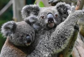 （社会）（4）考拉在广州形成最大海外种群