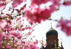 （社会）（1）百年教堂“映”花海