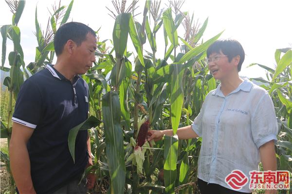 安砂镇水南村农作物新品种试种示范基地，科技特派员华树妹（右一）指导村民种植水果玉米.jpg