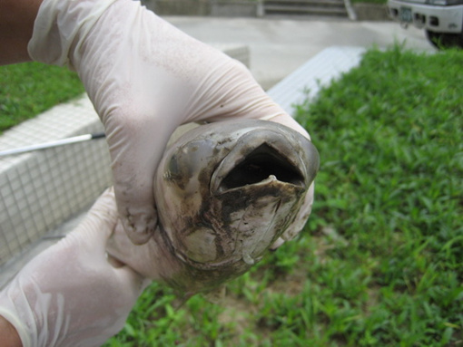 台湾基隆河鱼群暴毙河水悬浮固体浓度超108倍