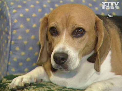 为了解狂犬病病毒台当局将对14只比格犬做实验