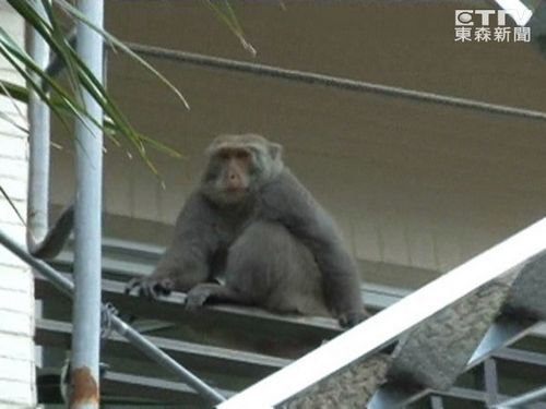 台湾狝猴大闹民宅消防出动冲天炮捕猴失败（图）
