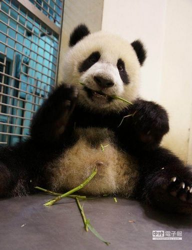 圆仔大字坐开心露齿偷咬妈妈零食（图）