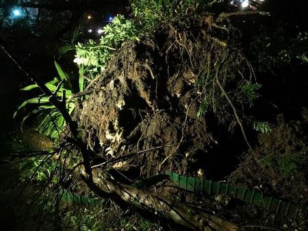 淡江大学老榕树倒塌女学生疑闪躲不及脚踝扭伤