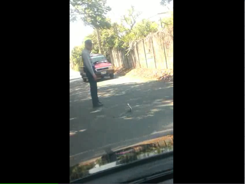 眼镜蛇过马路警察下车保护（图）